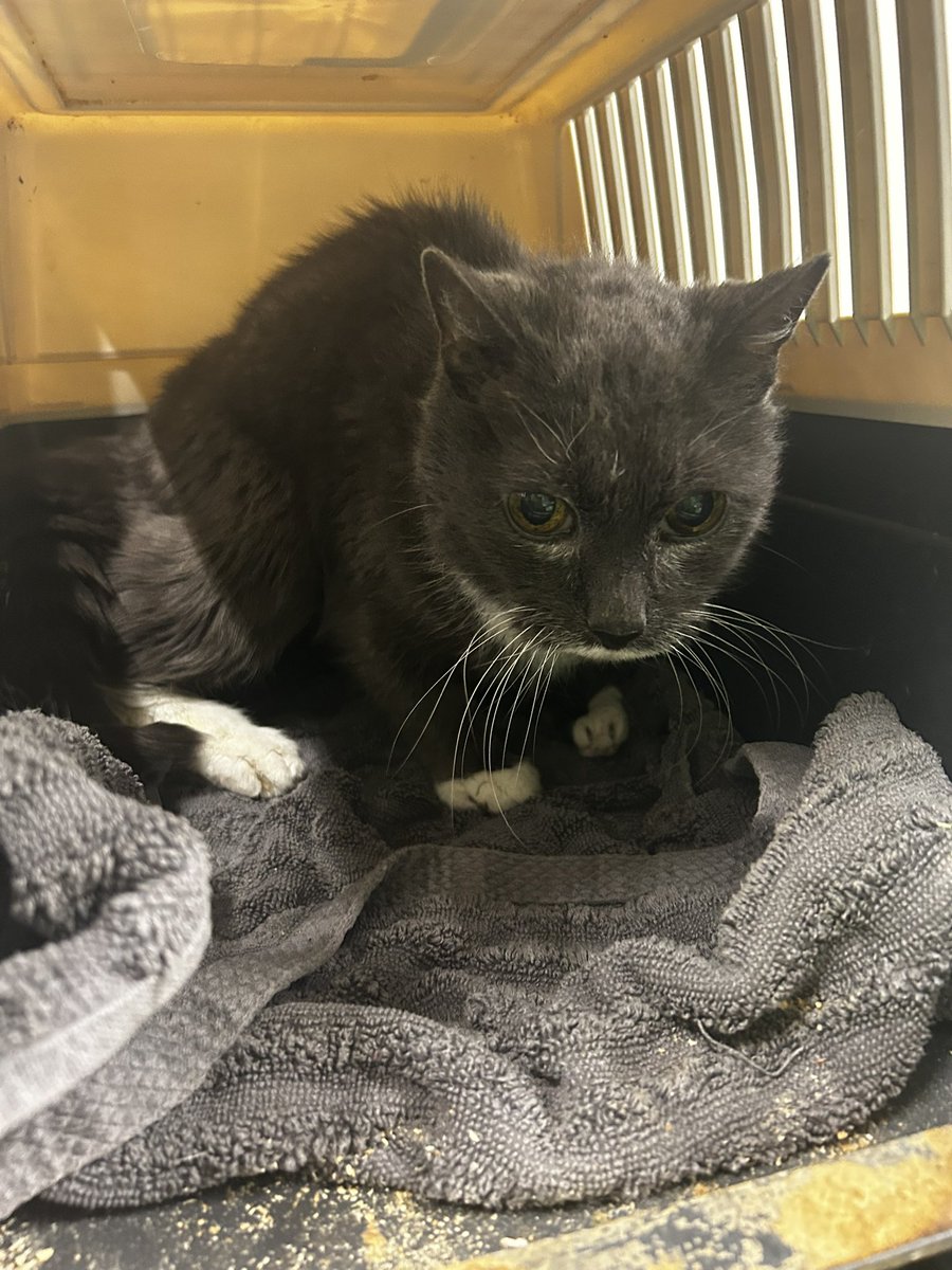 spongAleksi (🇫🇮) tweet media