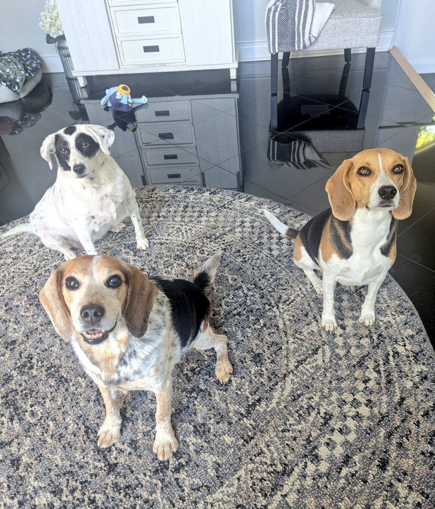 BeagleBrigadeGA's tweet image. Our cousin Mazie came to visit! ♥️

Yeri is delighted! 😍
#Beagles
#SaturdayVibes