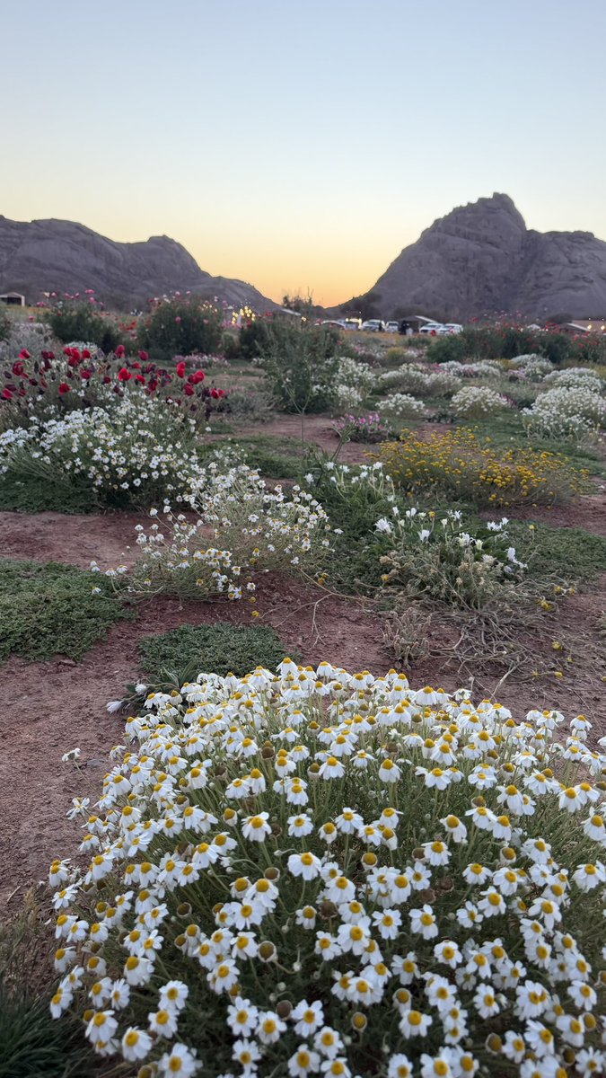 مها🤍hail tweet media