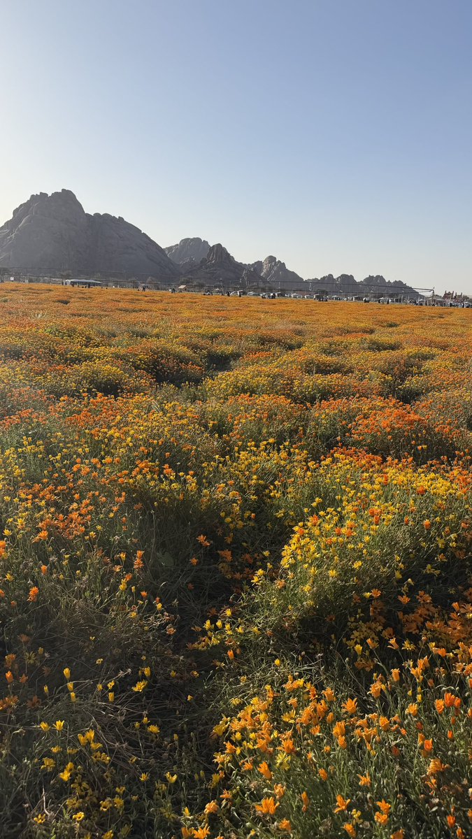 مها🤍hail tweet media