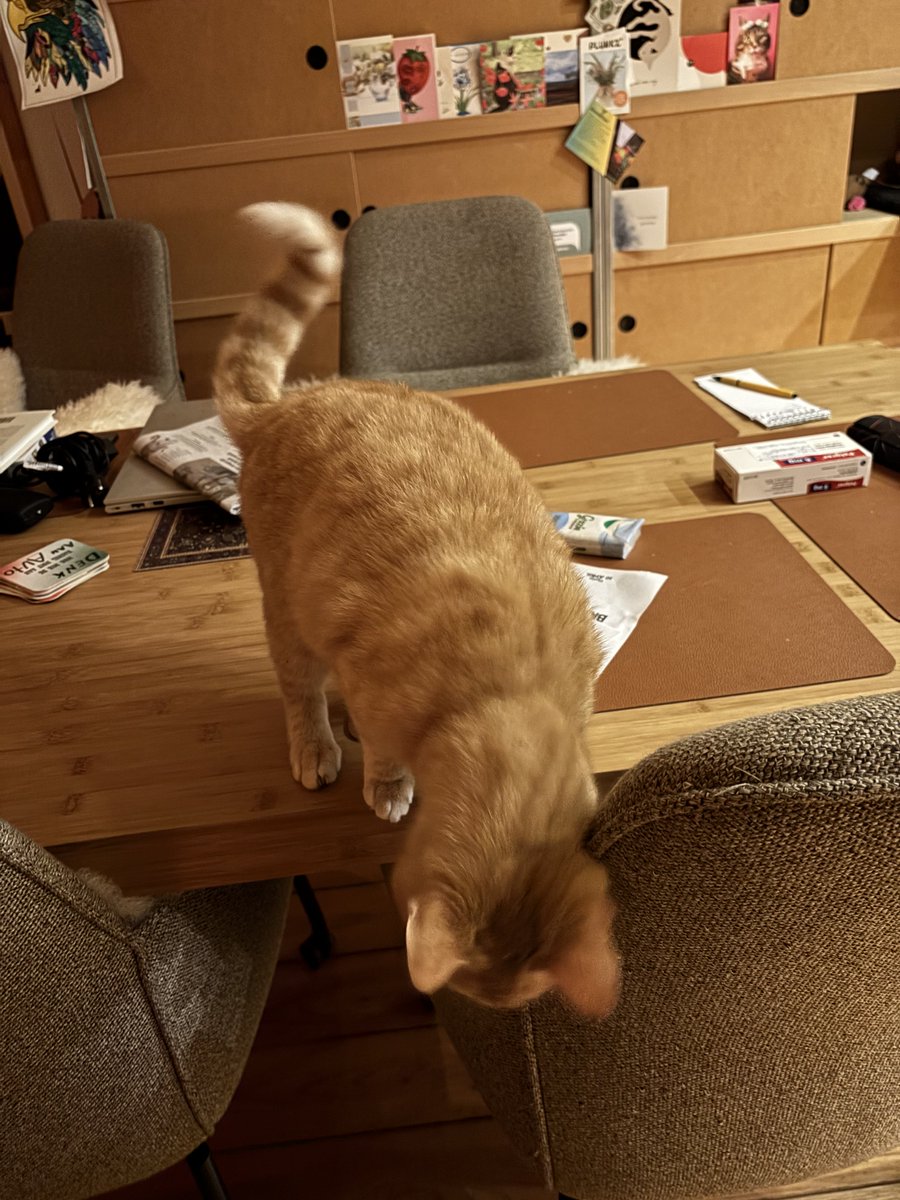 Tammar 🐦 tweet media