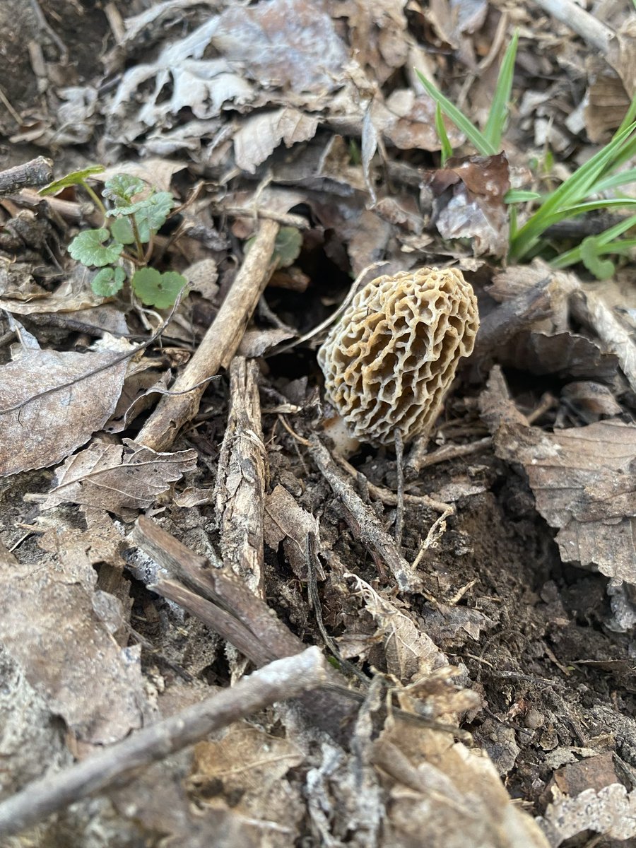 AlaskaEliza's tweet photo. Not all who wander are lost. Some are looking for morels https://t.co/aPLdD902X6