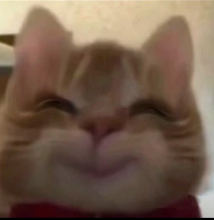 Carlacolito 🦦 tweet media