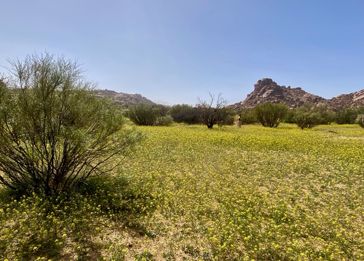 bakrim2000's tweet image. Looking back on recent wonderful trip to🌸🌼
 #atlasmountains  #walking #morocco