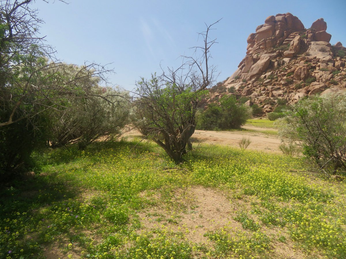 bakrim2000's tweet image. Looking back on recent wonderful trip to🌸🌼
 #atlasmountains  #walking #morocco