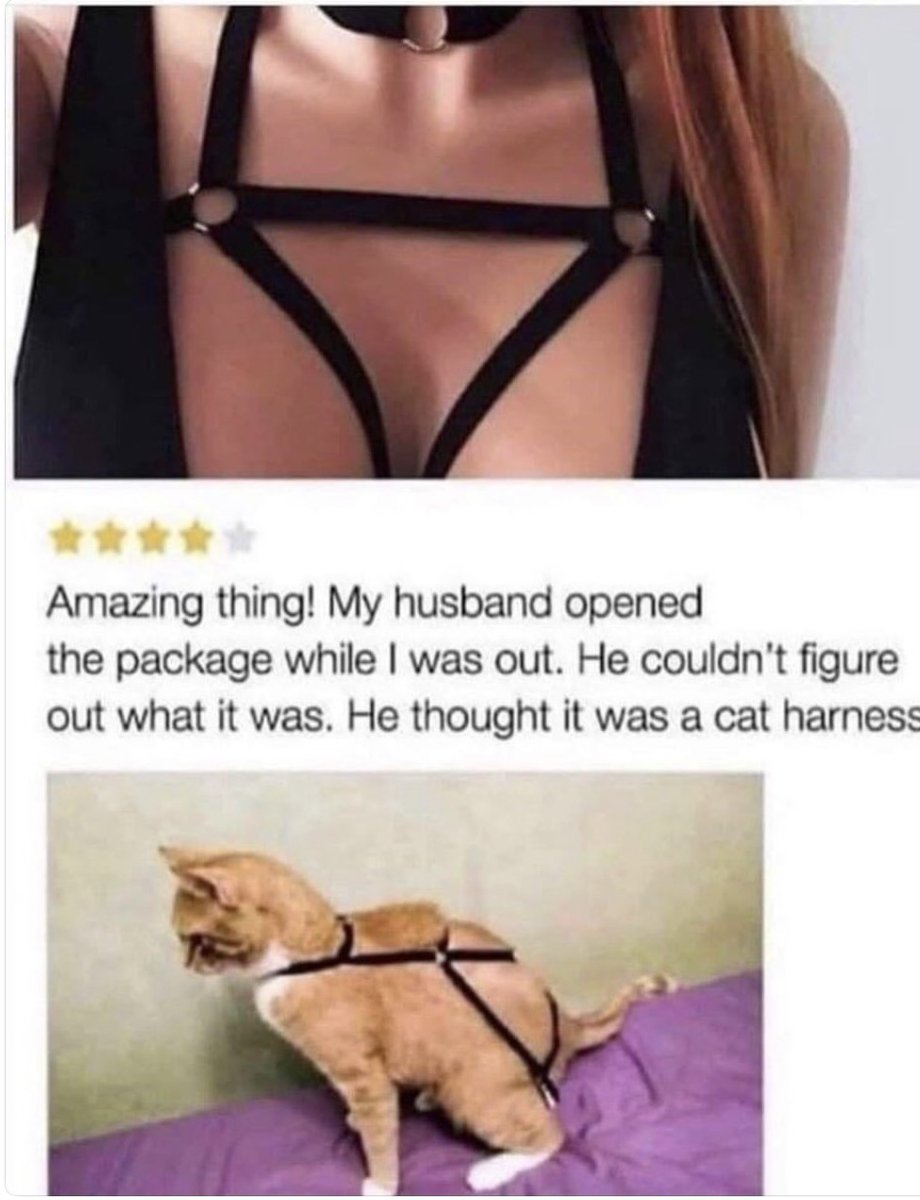 cats with powerful aura tweet media