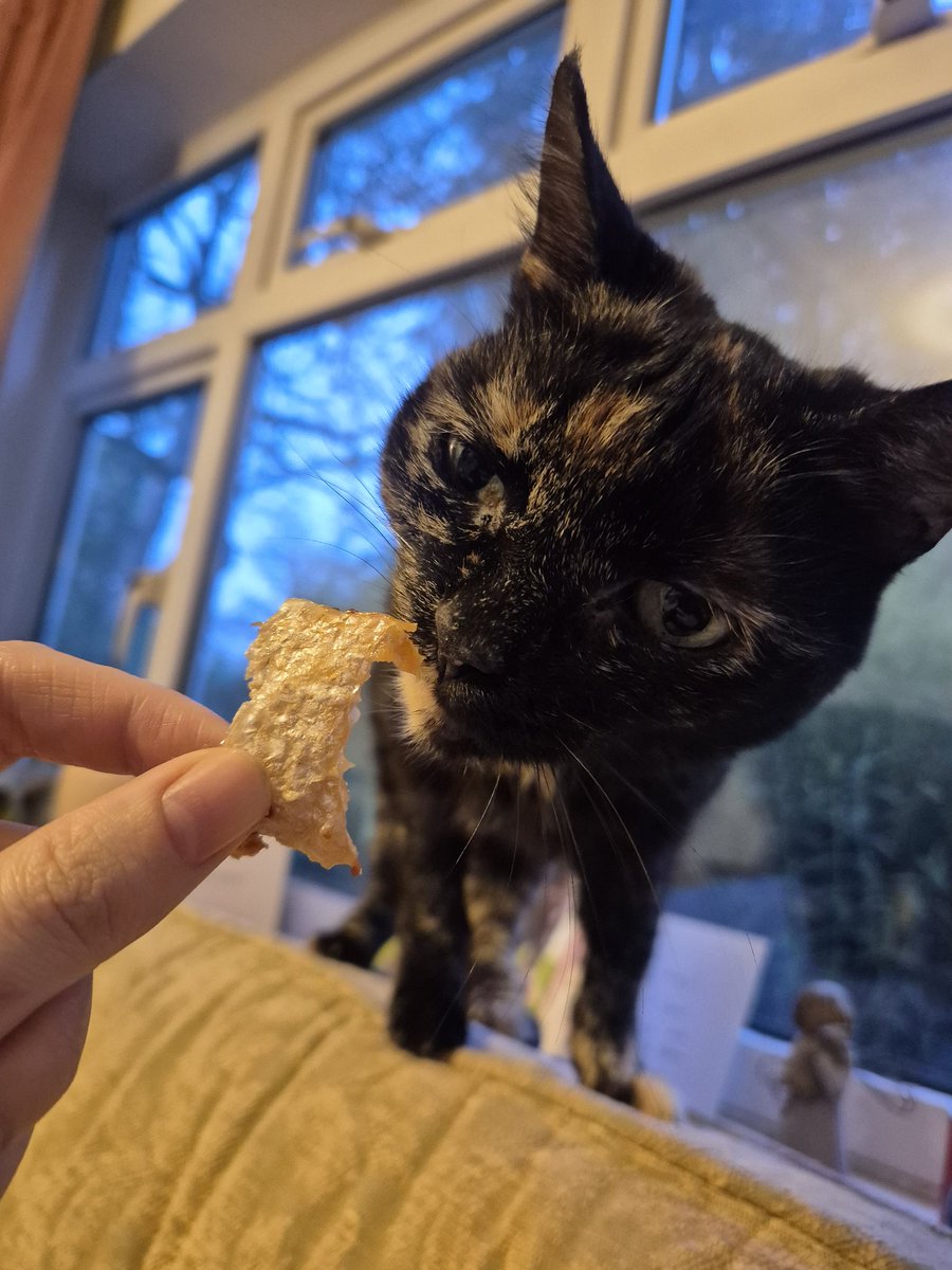 Littol Clee 🧡🖤 Anastrasia tweet media