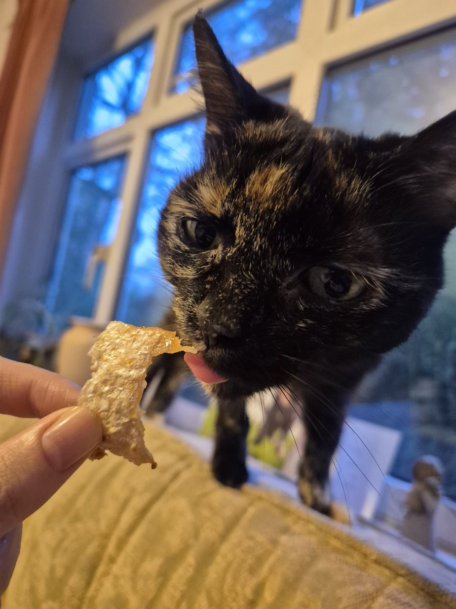 Littol Clee 🧡🖤 Anastrasia tweet media