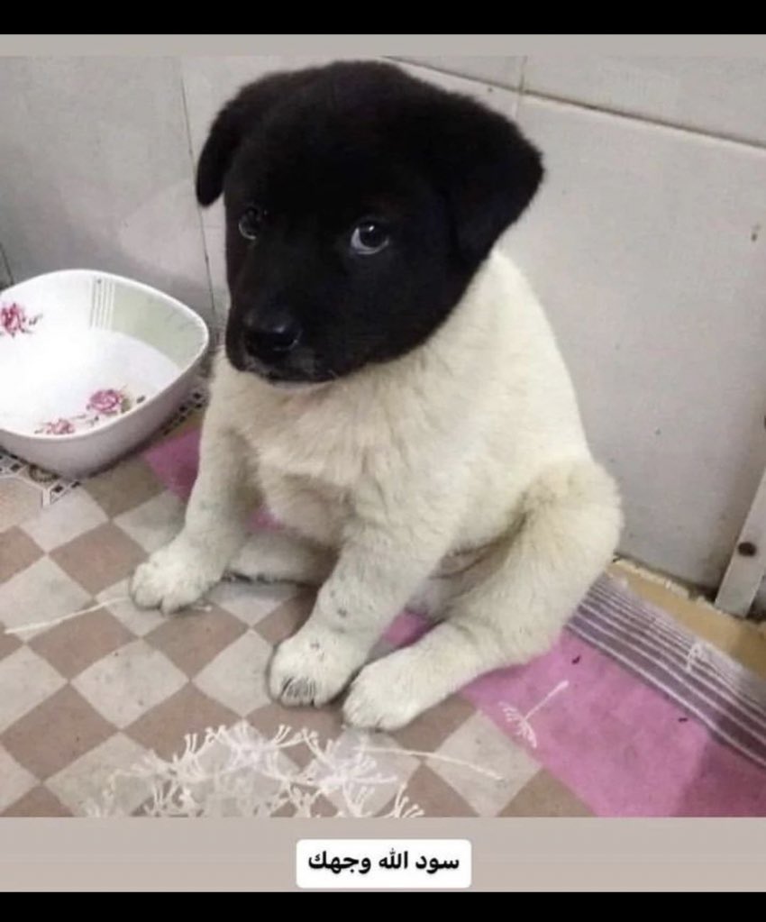 وليد tweet media