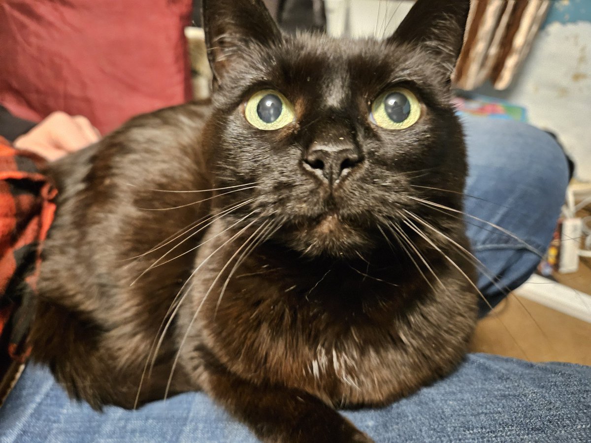 Mark McHardy (Home Studio) tweet media