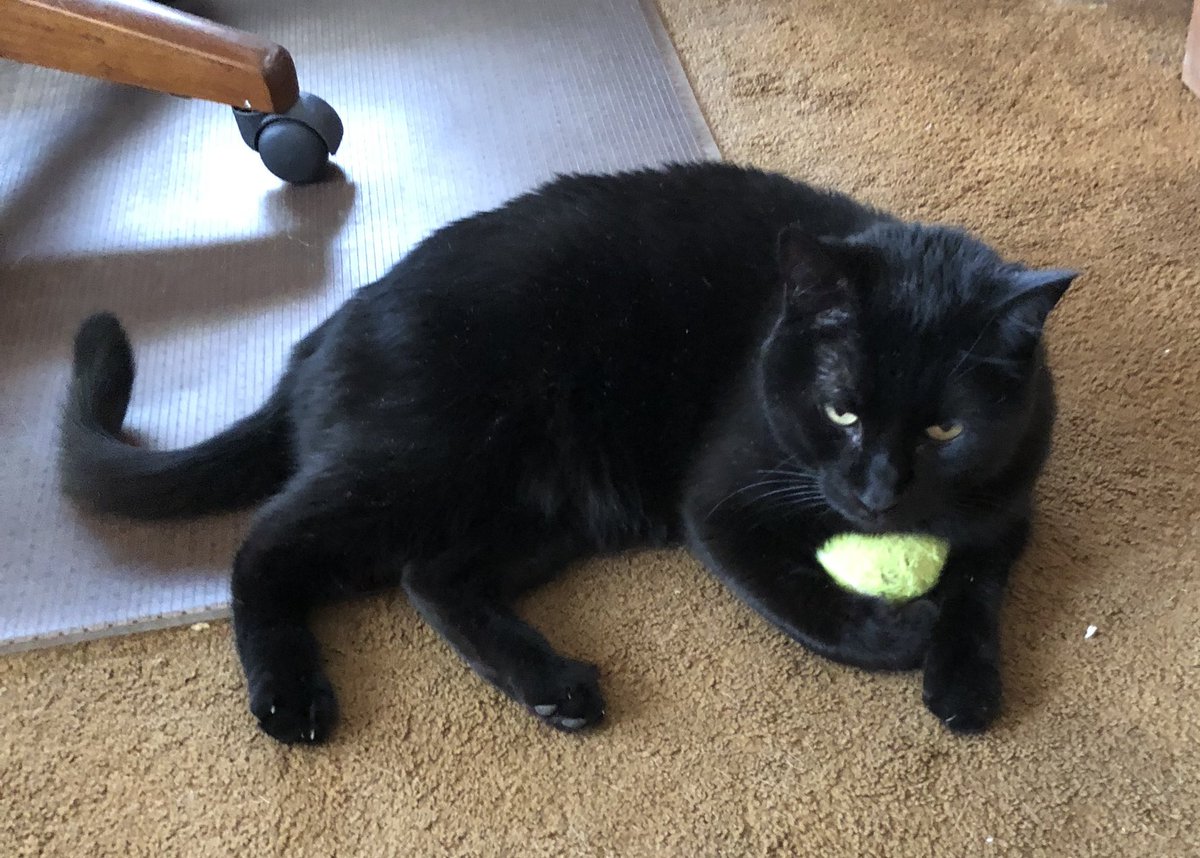 Debbie_Bedient's tweet photo. @buitengebieden My sweet Mr. Eek who left us in September and is still loved and remembered on this National Pet Day! 🐈‍⬛🖤 https://t.co/1w3ByxhXIP