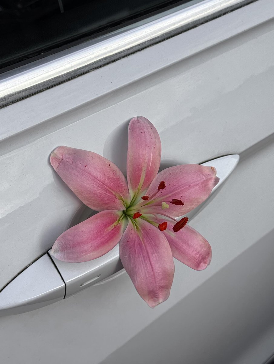 Bloomify tweet media