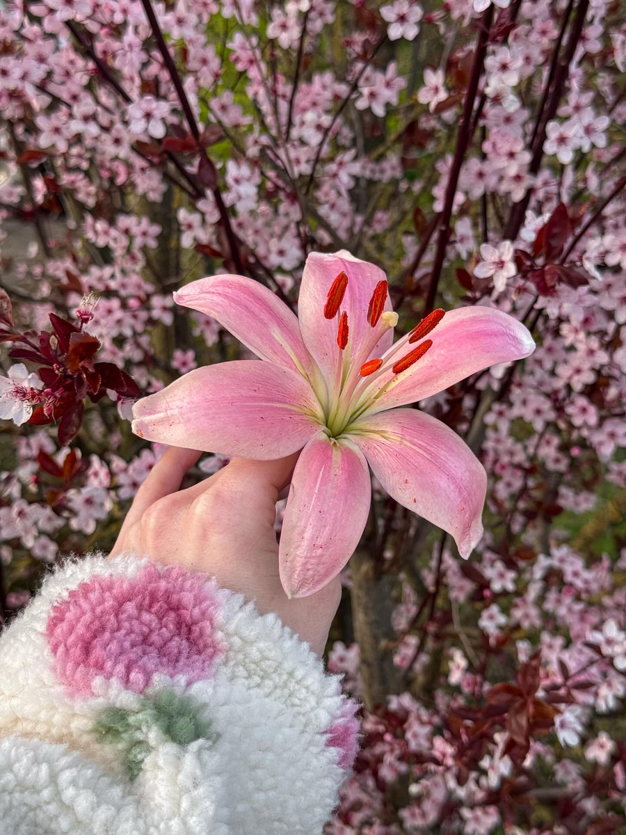 Bloomify tweet media