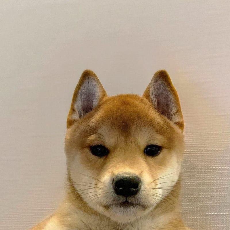Dog tweet media