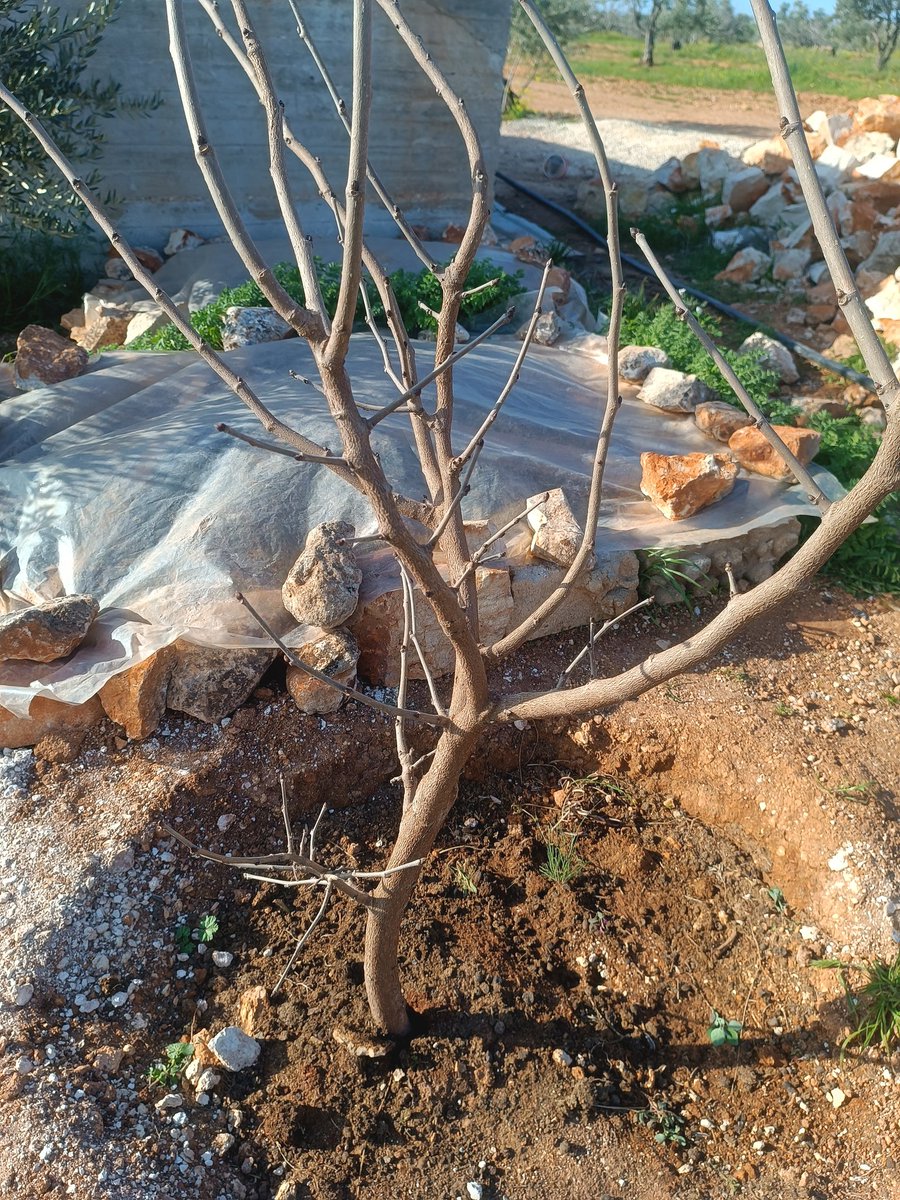 During the war and after the fall of Assad regime, with the destruction of the country &amp; economy, work became almost useless.
I often feel helpless, but I keep dreaming that the bitter reality will change.. Some day
here I planted a mulberry tree
gofundme.com/f/refugee-reli…
#syria