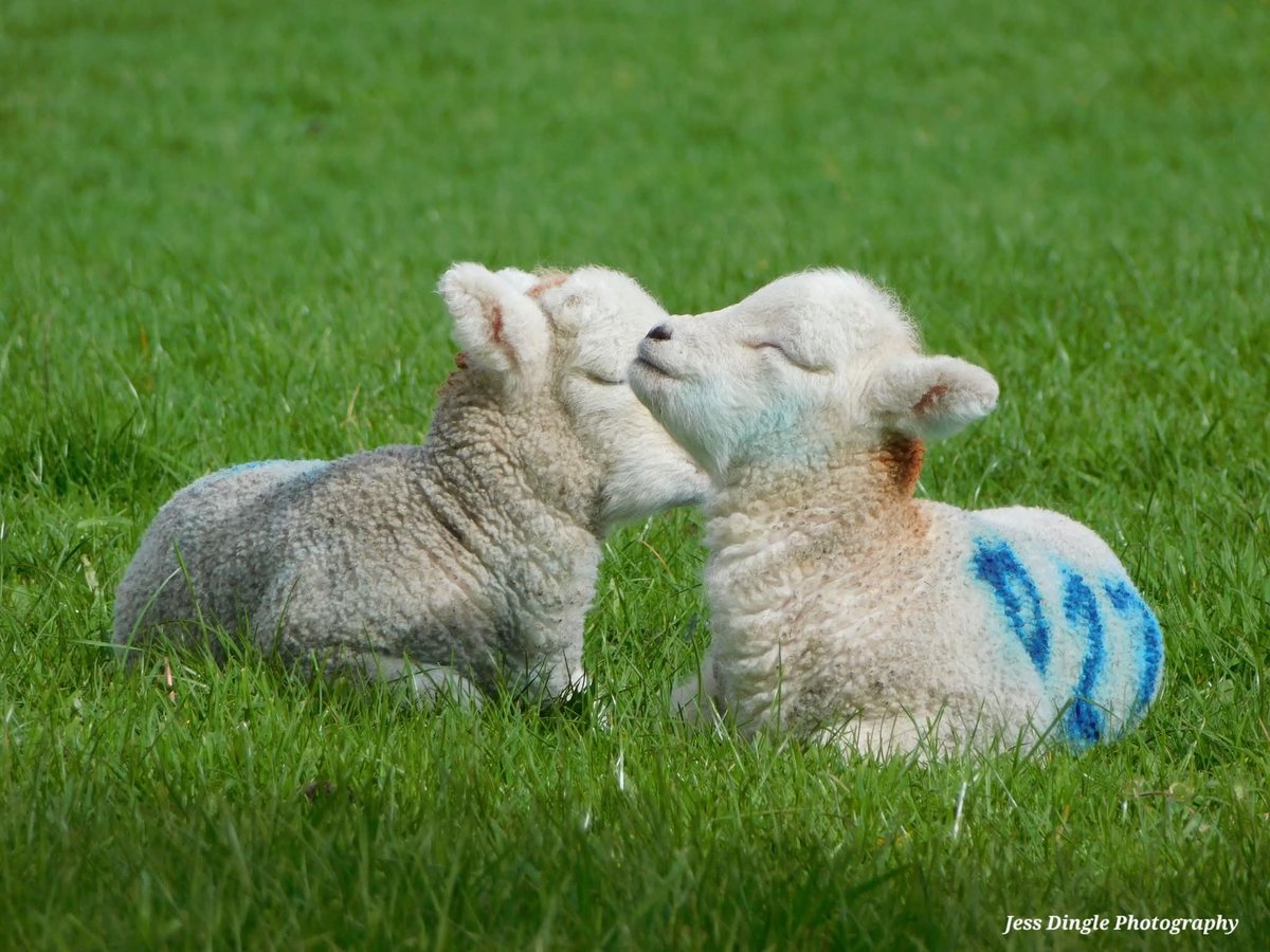 Farm life is worth it for moments like this - lambing season '26!