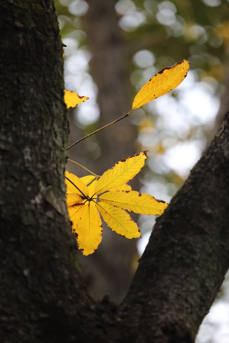loreto avendaño tweet media