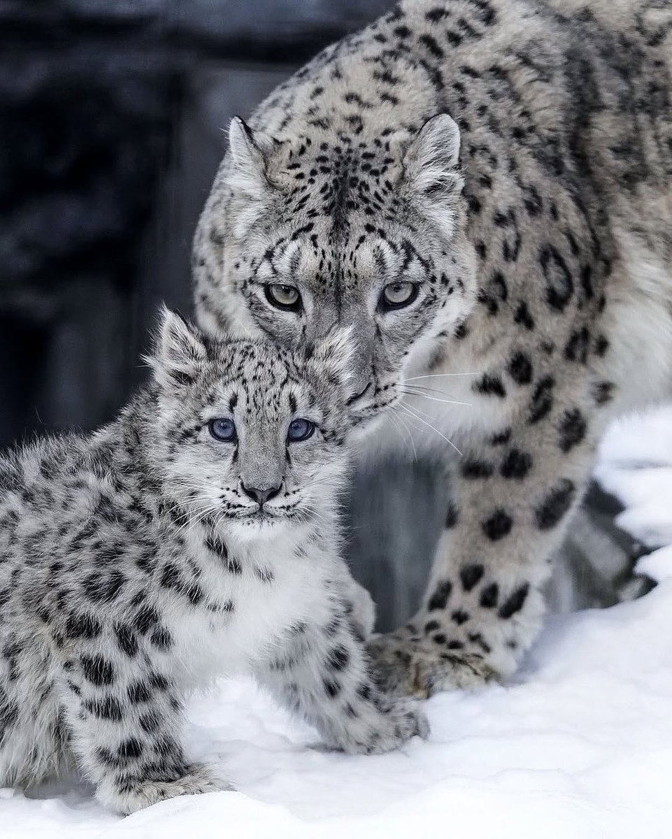 Nature and Animals world 🌎 tweet media