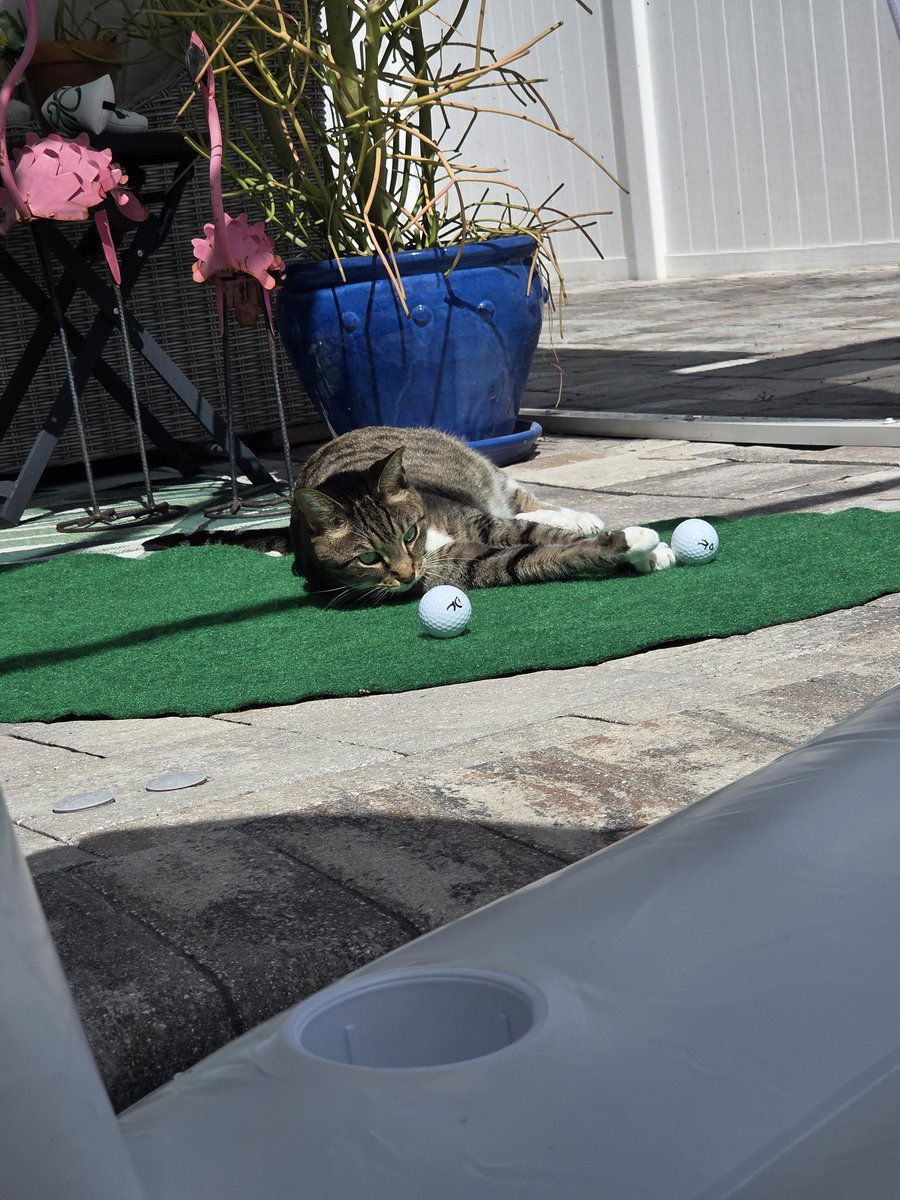 LKoperek's tweet photo. Lining up her shot #Masters #PurrfectSwing #CatApproved https://t.co/5CaNne4SLL