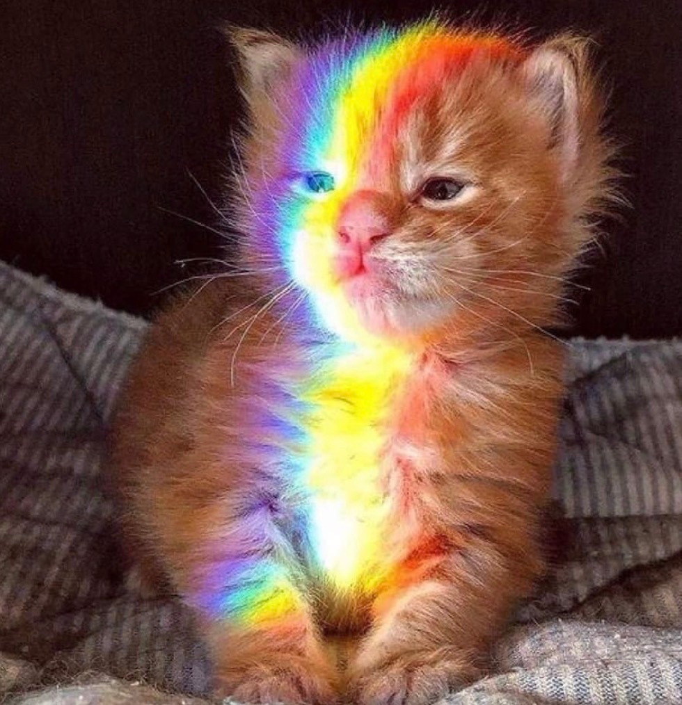 cats with powerful aura tweet media