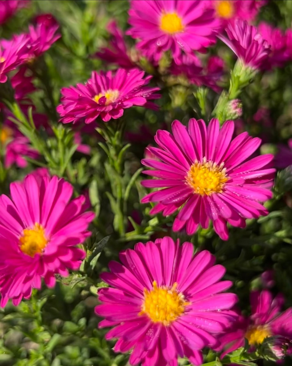 clementine tweet media