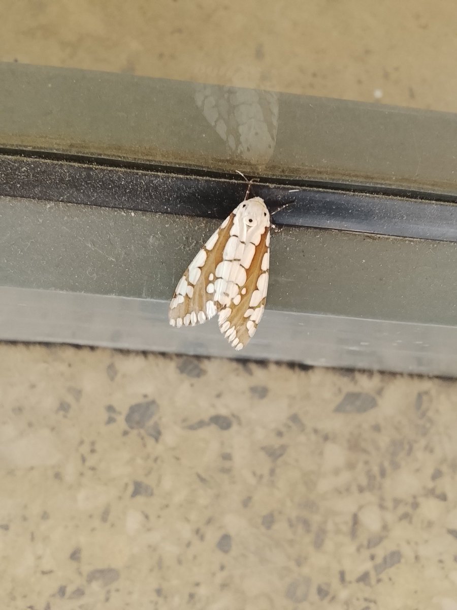 isaac Xtreme tweet media