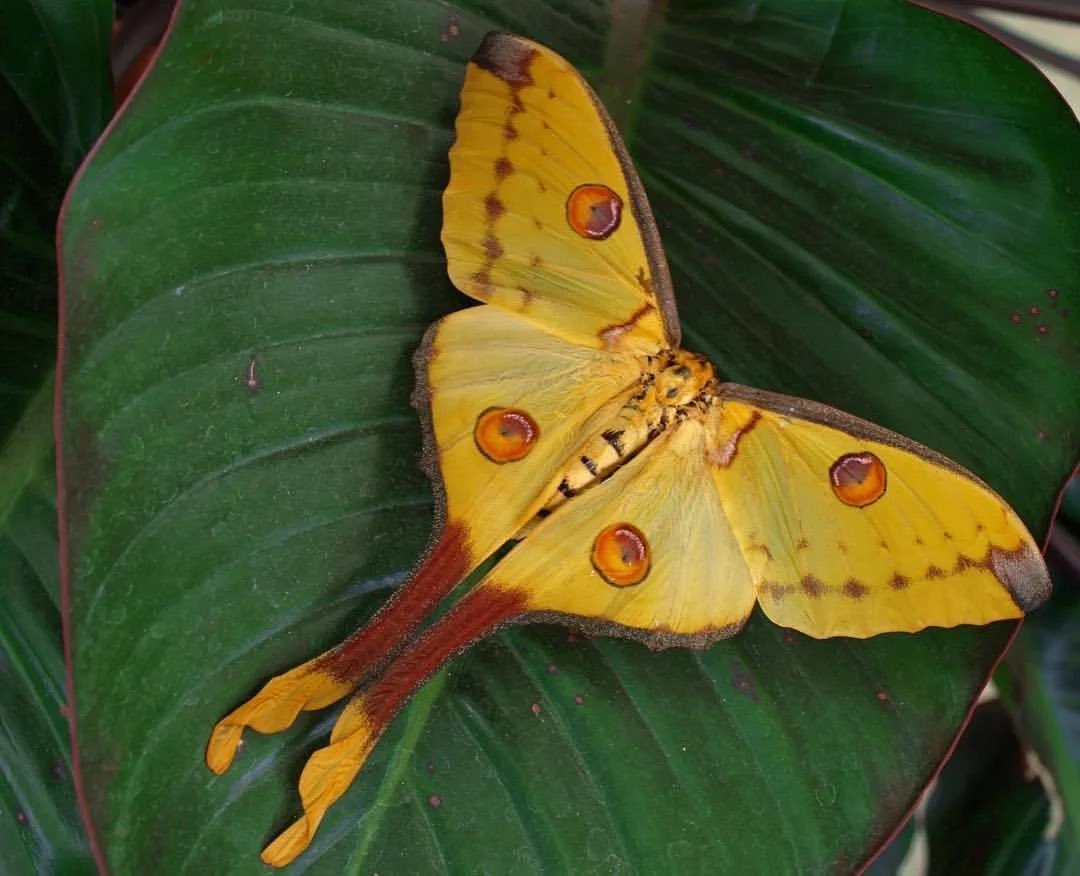 HajimeMac32's tweet photo. Next @emmagorobi as a comet moth https://t.co/RkDmzrInQS