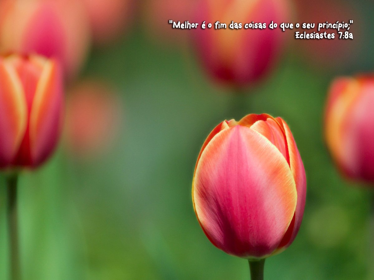 Devocional Diário tweet media