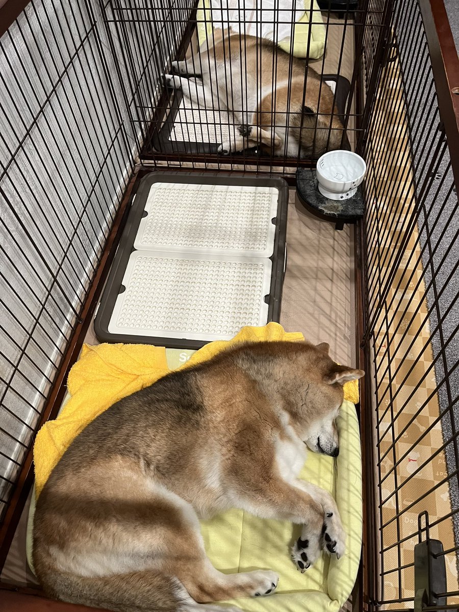 @Ducaduca柴犬御殿完成 tweet media