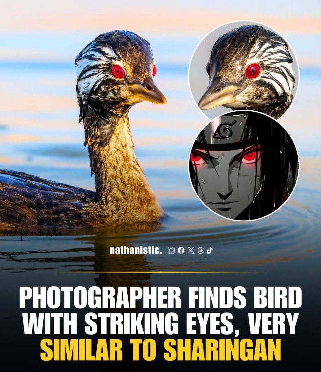 Sharingan Bird This isn’t just any bird the White-tufted Grebe (Pimpollo) has stunned ...