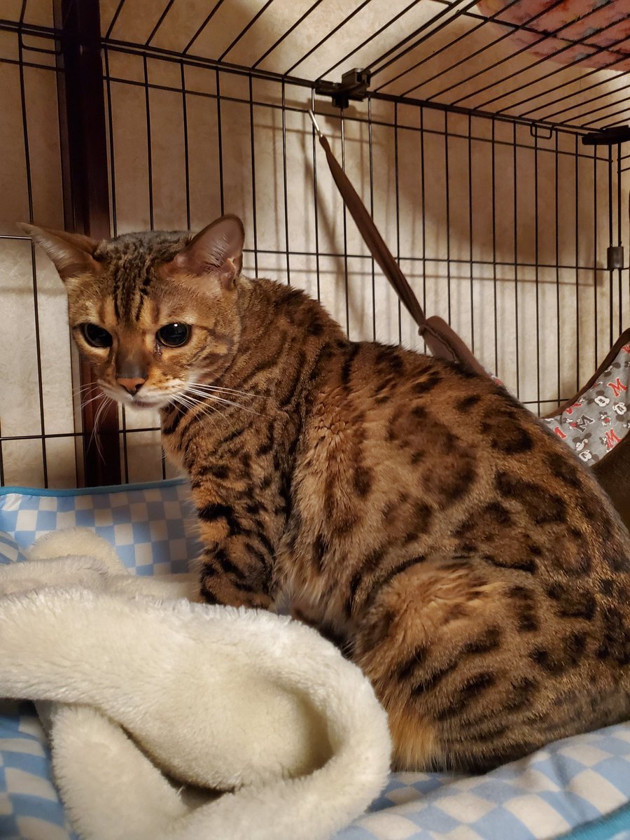 レイパパ/かながわLP330@7K2BPT tweet media