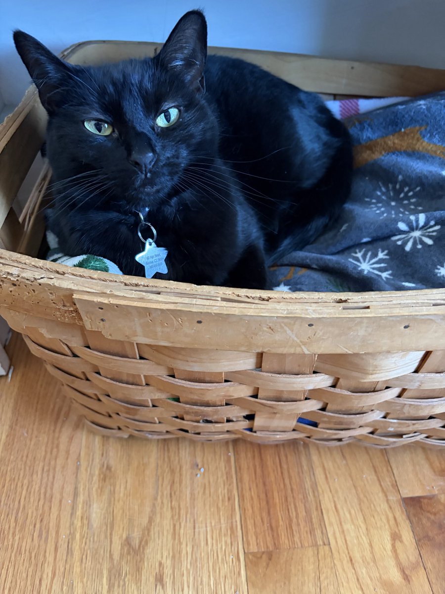 Happy Caturday!  Here’s Binx in her basket🐾