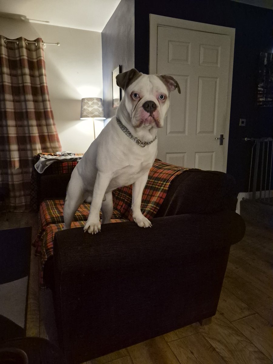 CalNoon's tweet photo. @gervaisclips @rickygervais Happy National Pets Day from our American Bulldog rescue Vinny. He was 15 weeks when we got him. He turned 1 last week. https://t.co/ZMmf0Ru9IU