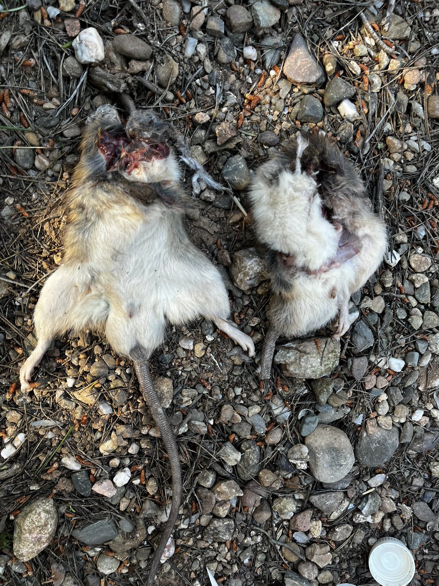 joan real tweet media