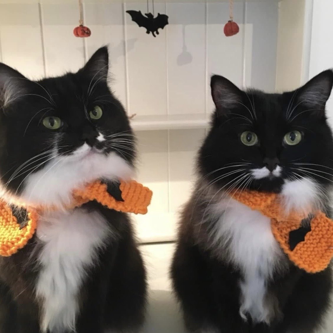 Timandra Dyer tweet media