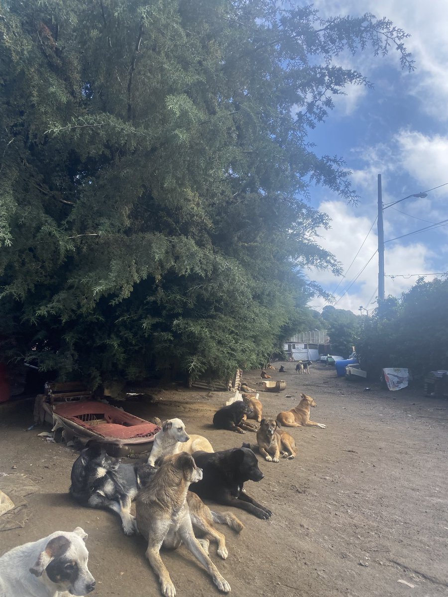 RefugiOceaniCAN's tweet image. 🆘 🛟 🆘 🛟 🆘 
#SOS #SOS #sos
Amig@s una vez más pedimos su ayuda y consideración, pues vamos al día y diario consumimos muchísimas croquetas… con mucha pena volvemos a pedir ayuda, pues ahora no tenemos ni una sola croqueta para desayunar… Necesitamos para adulto y 1 bulto