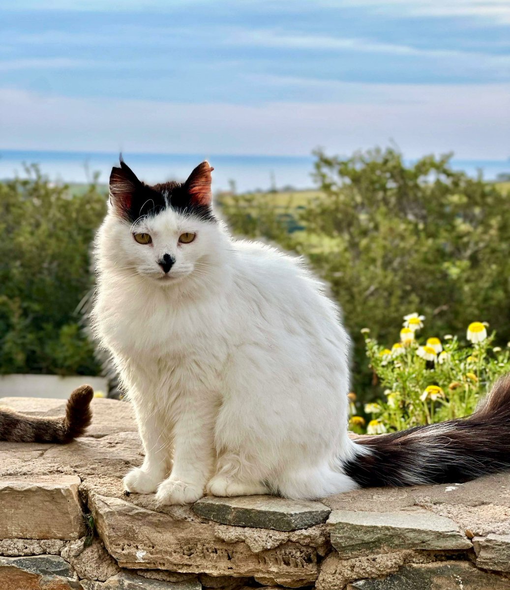 CatsofIraklia's tweet image. Much-loved Hattie is a spayed female pictured in the hilltop village cat colony with the Aegean Sea on the horizon on this tiny Greek island where we care for the #cats
You can help the cats on Iraklia by donating now to fund vital healthcare &amp;amp; food. Purr!
gofundme.com/f/cats-of-irak…