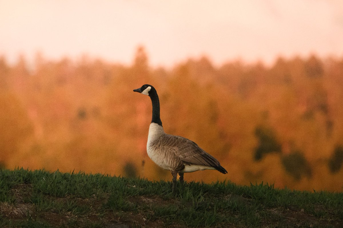 Raven Jade tweet media