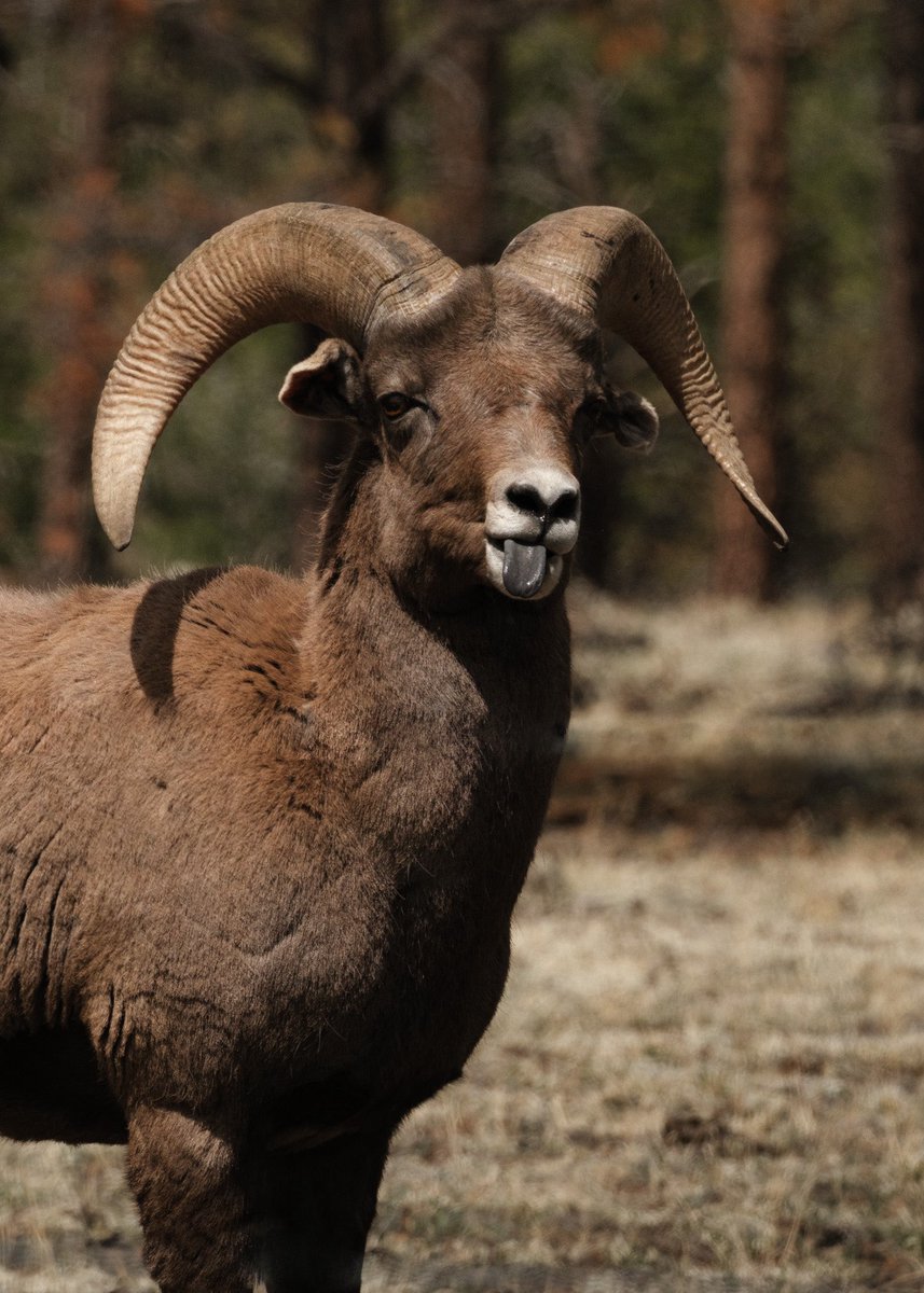 Raven Jade tweet media