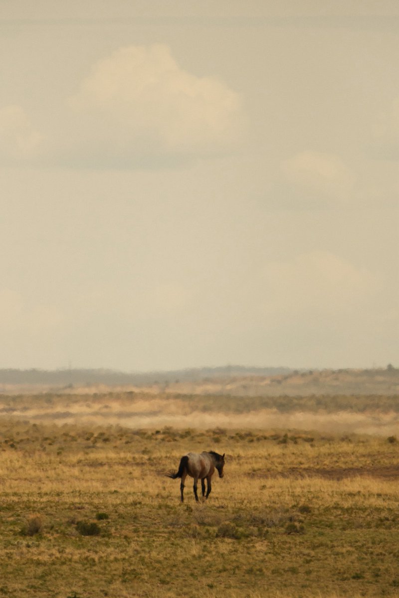 Raven Jade tweet media