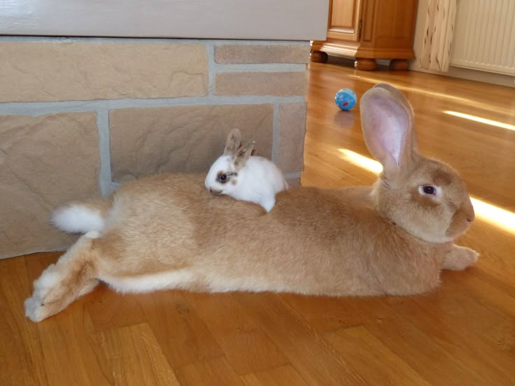 Cutes Animals tweet media