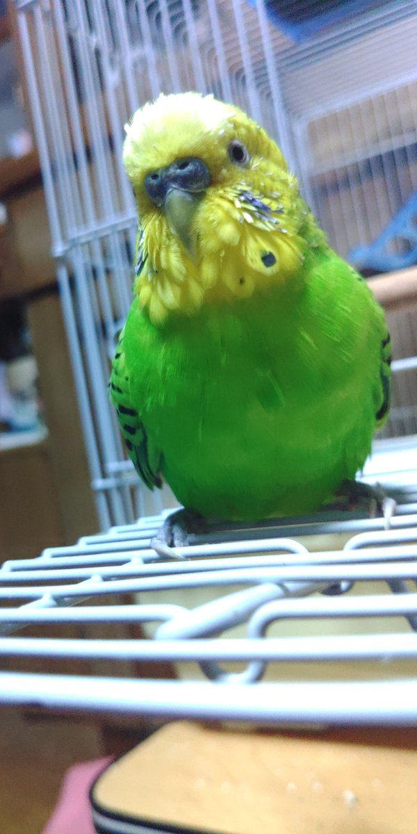 しもはた　表示、返信に不具合が発生しています💦 tweet media