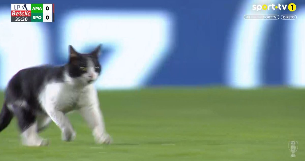 Isto só no futebol português