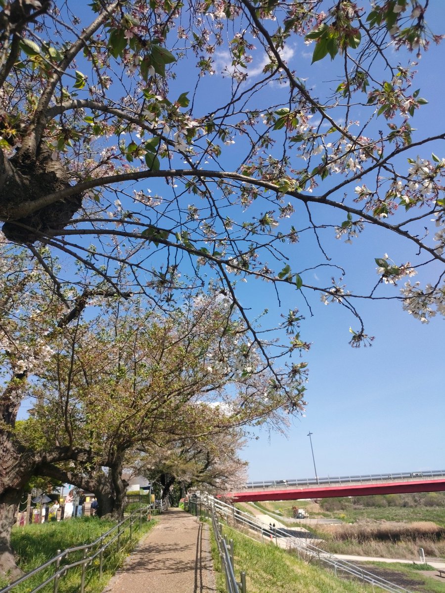 こいも tweet media