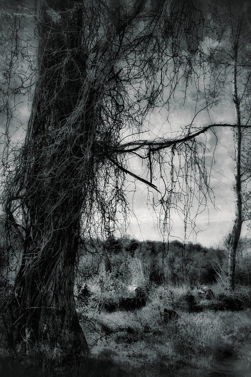A_Sapphireh's tweet image. The #witch #tree 
📸Aura S.