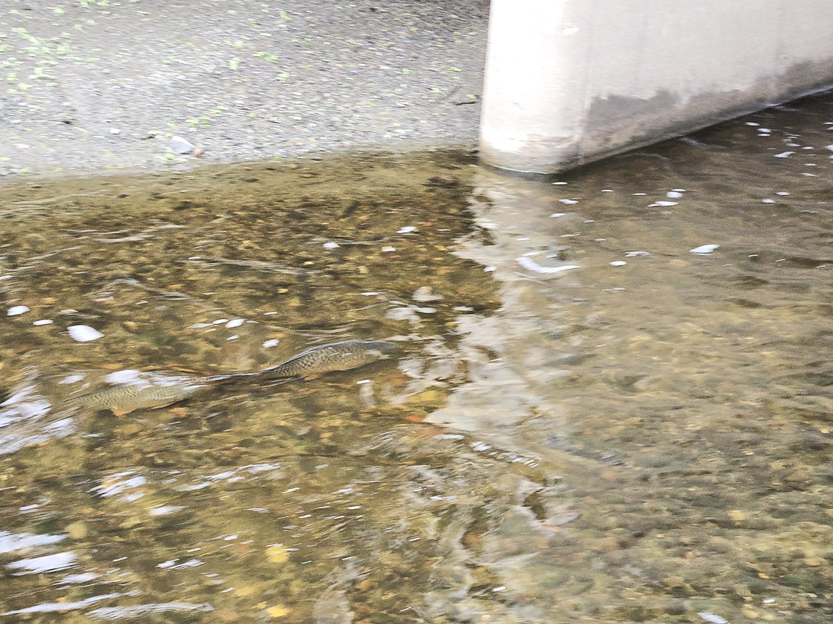 Ashley M. Gjøvik tweet media