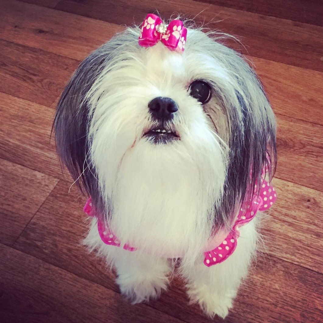 AmberRoessel's tweet photo. Happy National Pet Day to the one who runs the house and knows it 💅🐾❤️

She don’t pay bills…
She don’t clean…
But she will judge you, follow you everywhere, and expect snacks on demand 😌

Wouldn’t trade her for the world 🥹❤️
My little diva, my cuddle bug, my whole heart 🫶🏻

#NationalPetDay #FurBaby #SpoiledAndLoved #LittleDiva #DogMomLife #CutestThingEver #BlessedWithTheBest #PetLove 🐾💕