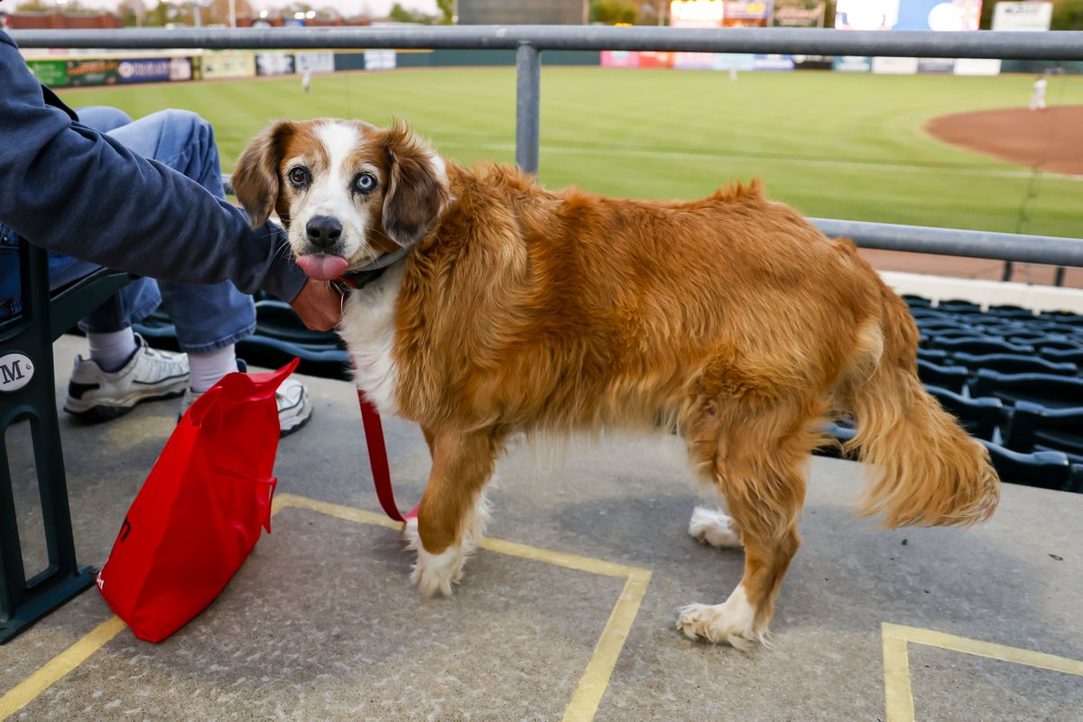 HotRodsTurbo's tweet photo. It's #NationalPetDay 🐾 

For the next 3️⃣ Tailwaggin’ Tuesdays, Turbo will donate $12 per dog in attendance to the Warren County Humane Society! That’s a week of meals for a shelter pet! 

We'll see ya April 21st, May 5th, and May 19th 🫶

🎟️ : https://t.co/EZuPUV0QC4 https://t.co/Ae4ODrXgT7