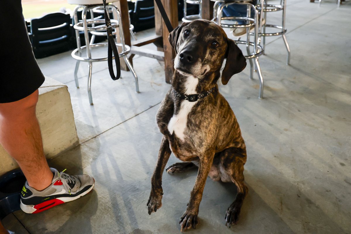 HotRodsTurbo's tweet photo. It's #NationalPetDay 🐾 

For the next 3️⃣ Tailwaggin’ Tuesdays, Turbo will donate $12 per dog in attendance to the Warren County Humane Society! That’s a week of meals for a shelter pet! 

We'll see ya April 21st, May 5th, and May 19th 🫶

🎟️ : https://t.co/EZuPUV0QC4 https://t.co/Ae4ODrXgT7