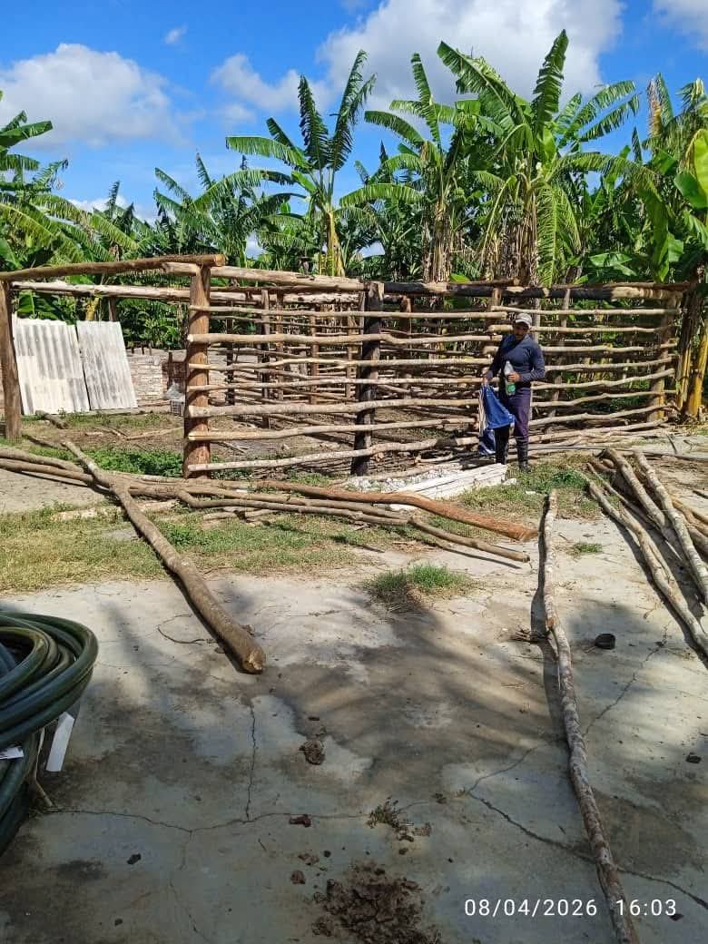 Se construyen corraletas para la cría de carneros en la Hacienda Buena Vista como parte del Programa de Soberanía Alimentaria, con el objetivo de fortalecer la producción local de alimentos y garantizar el acceso a una alimentación saluable.
#TrinidadDeCuba
#palmarestrinidadss